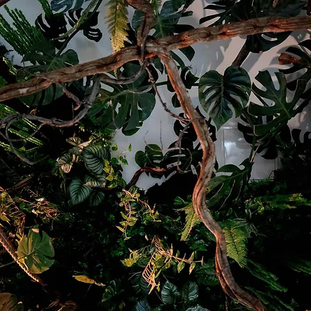 Appartement L'amazonia - Jungle